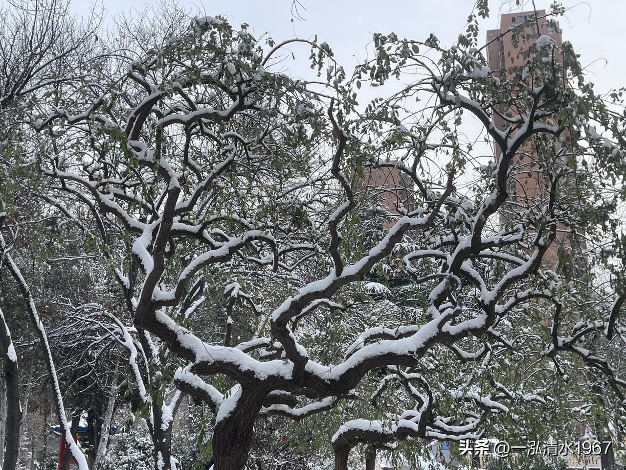 昨天下了一场不算小的雪，从早上到小小雪粒，到下午的雪花飘飘，再到面粉洒落一样的粉