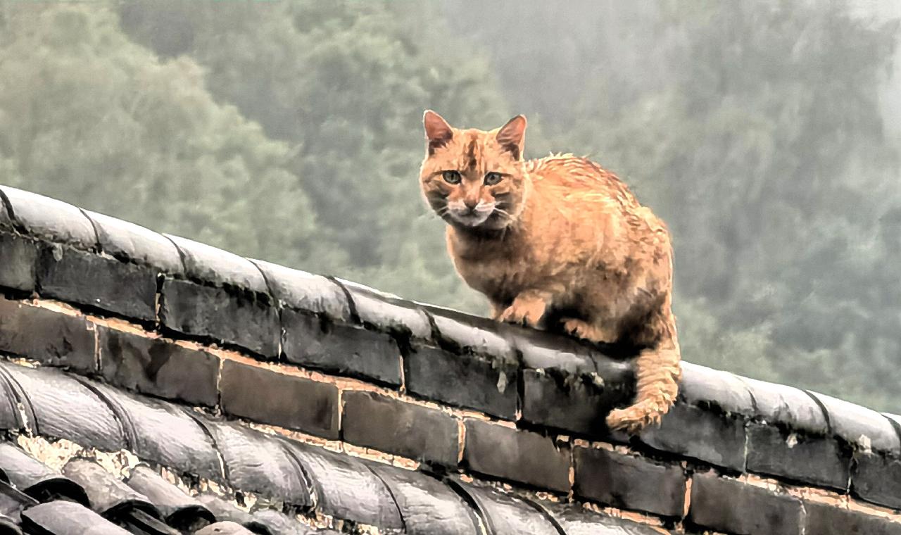 下雨中一只猫站在屋顶上，看起来有点严肃。