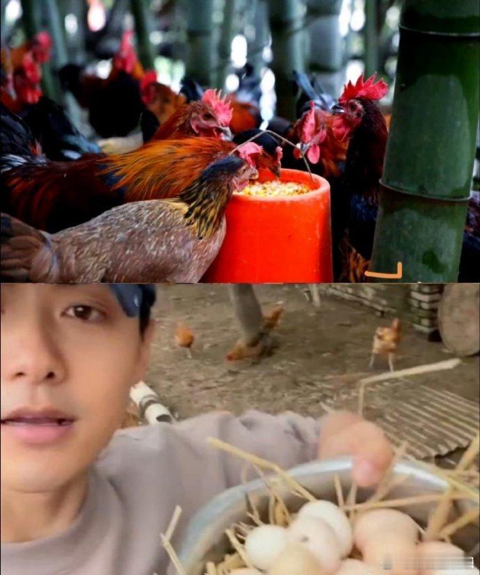 知道马天宇为什么不进组拍戏了别问马天宇为啥不进组，问就是在农厂忙得脚不沾地，这 