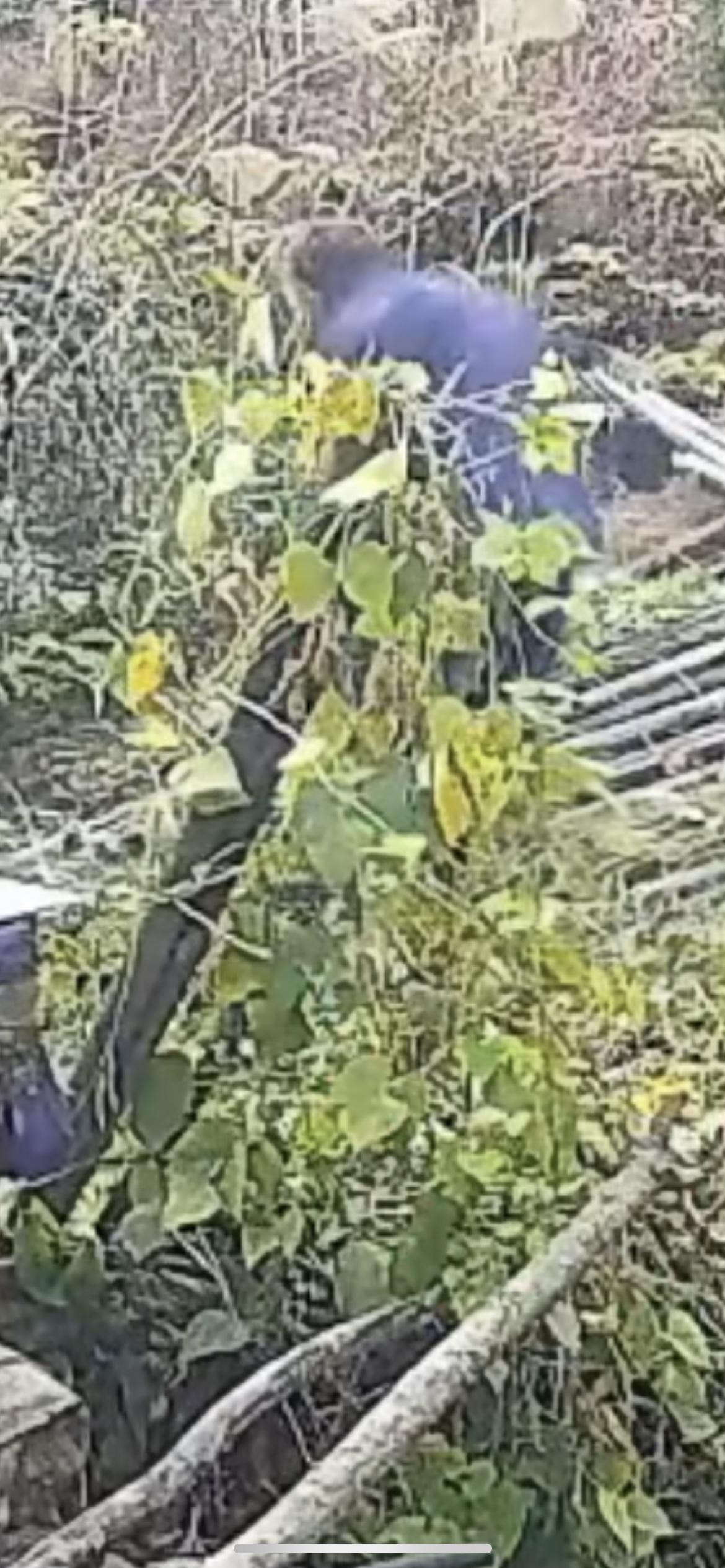 12月25日广西，78岁男子站竹排上摘豆意外滑倒，摔倒后近两小时无人发现，送医院