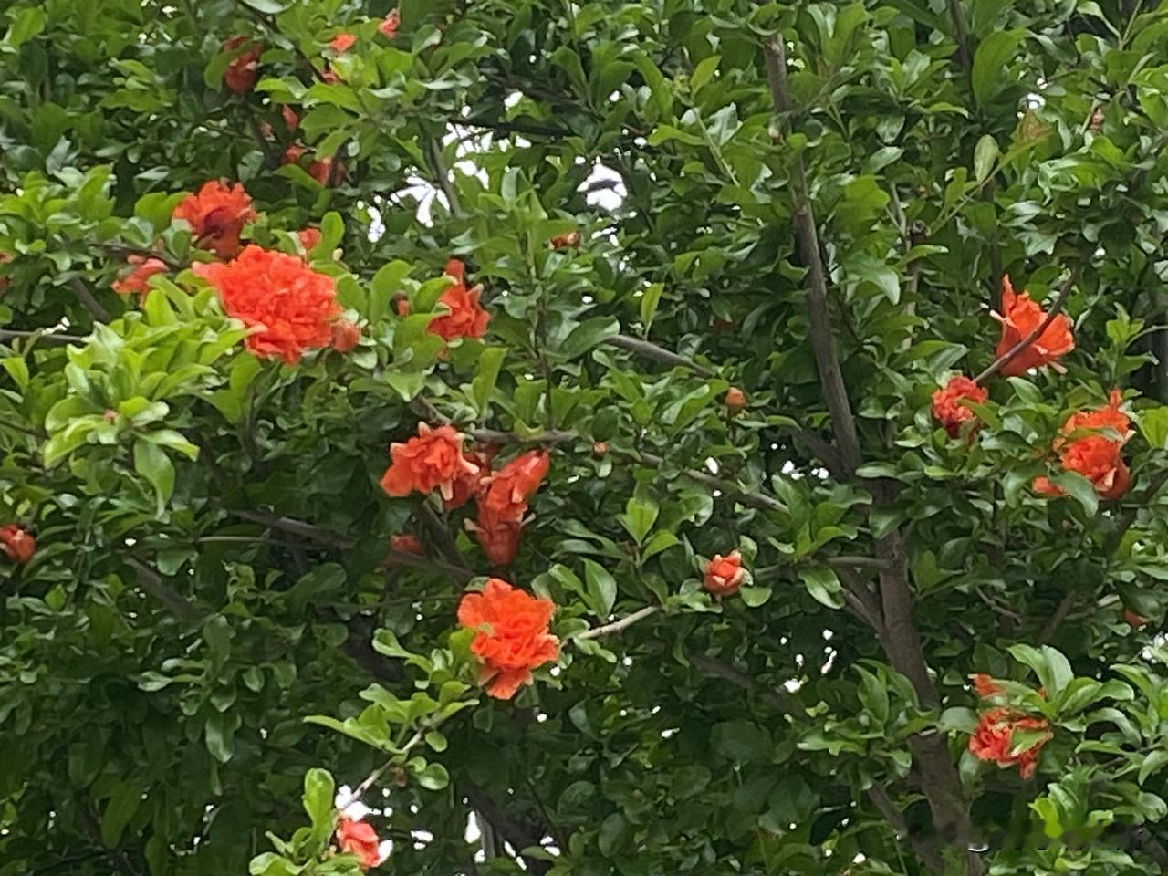晒图笔记大赛鲜艳的橙花绽放，生机勃勃的自然之美！🌸🌿
