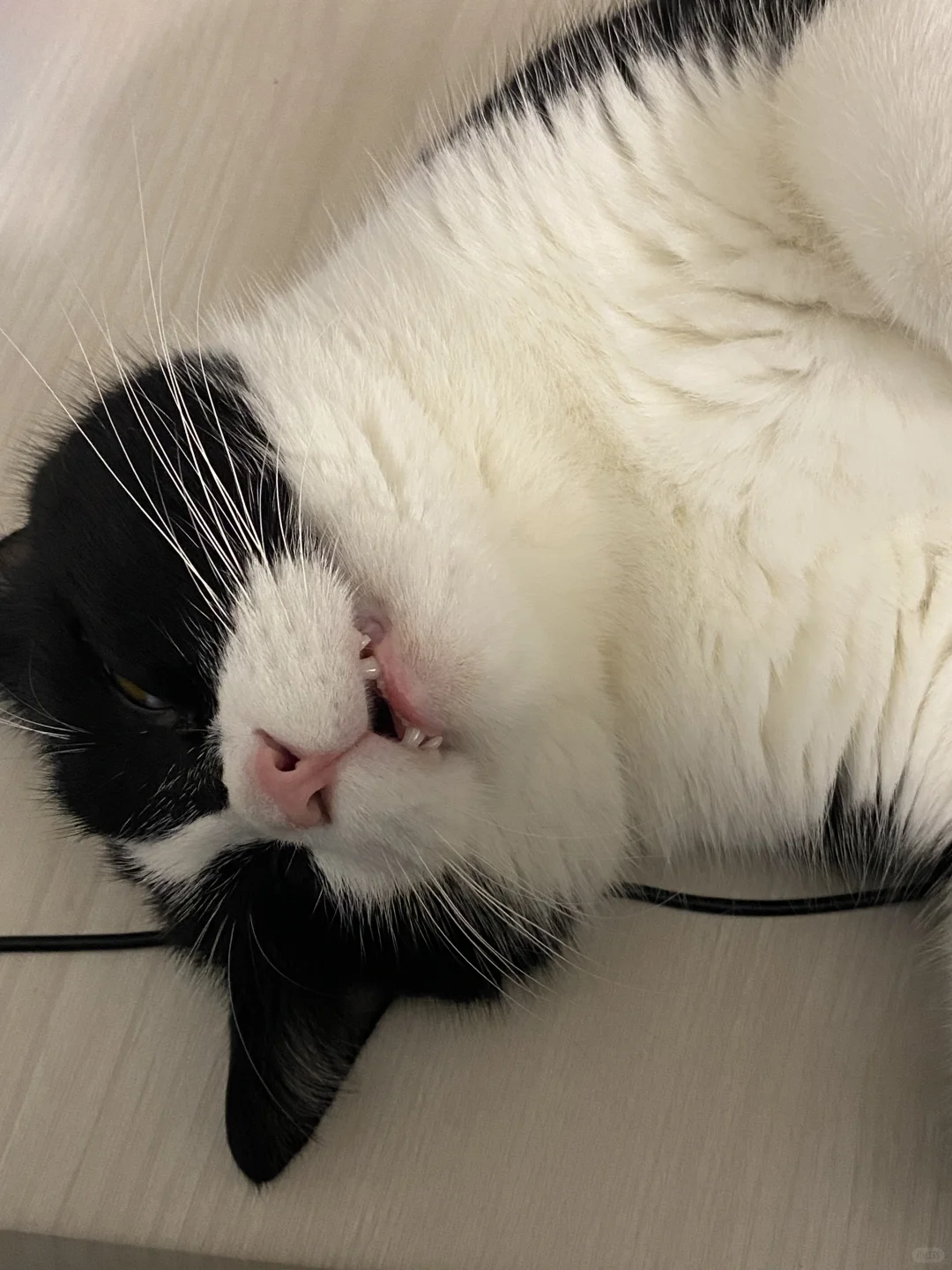 小猫睡相