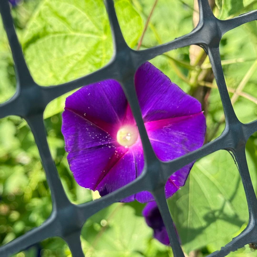 牵牛花为什么叫牵牛花？有谁思考过？ 