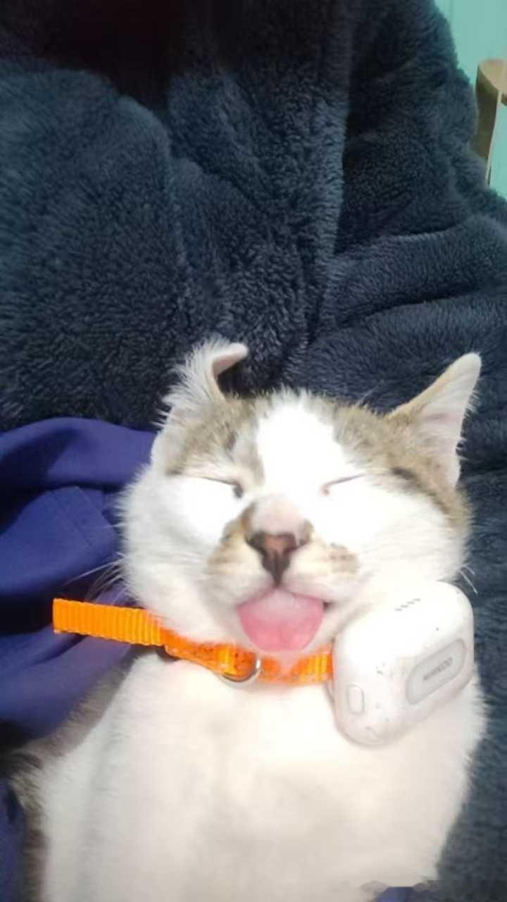 49477【丑猫】雷霆睡相！ 