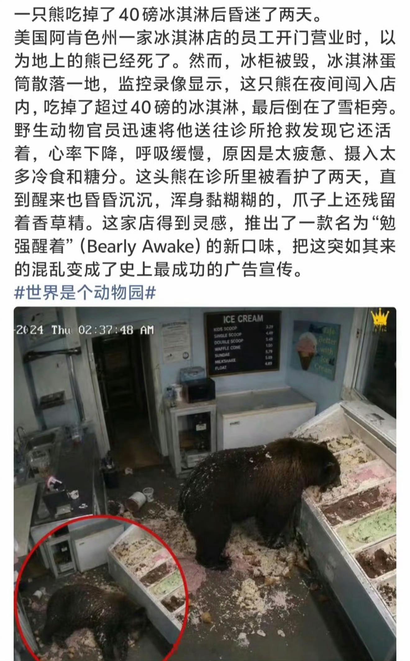 熊生高光时刻：全款承包一整间冰淇淋店熊生社死时刻：吃太嗨糖醉倒地，昏睡两天还满脸