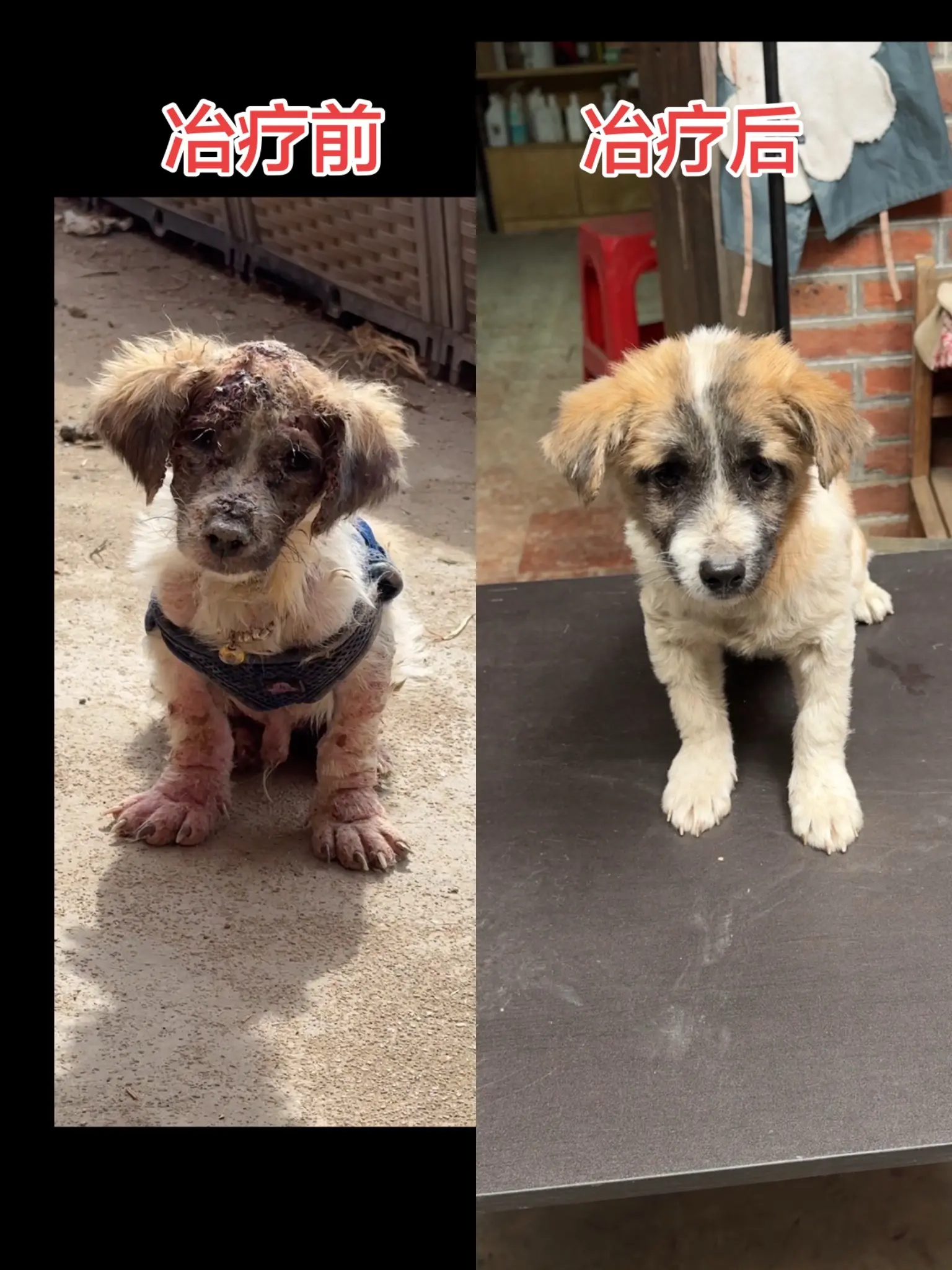 当初小宝的皮肤问题那么严重，我们用了一个多月就把它冶疗好了，小宝就是命苦