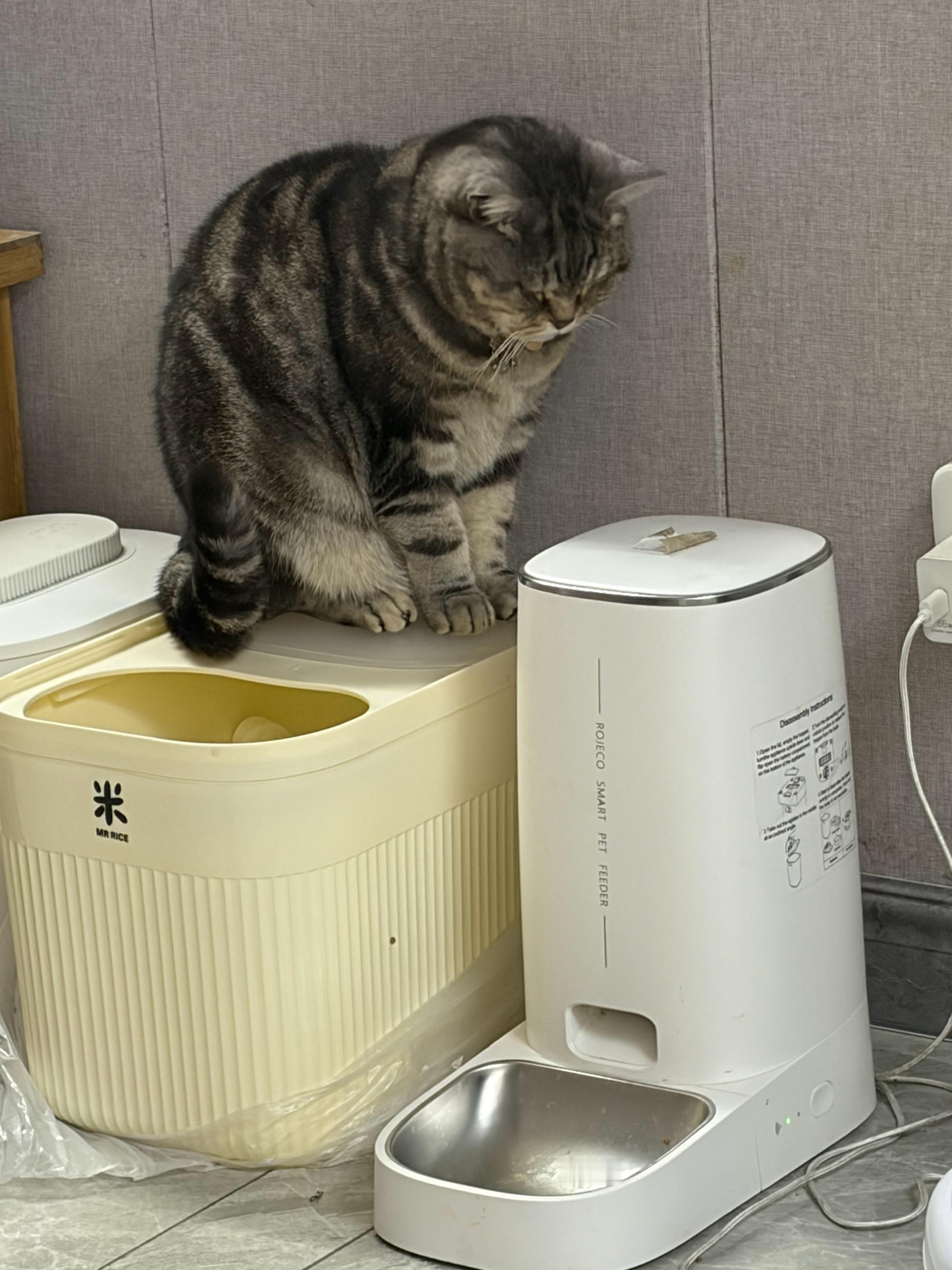 一到冬天就开始藏膘正如我家逆子 夏天总是剩饭冬天没事儿就跑去喂食器旁边蹲着放饭 