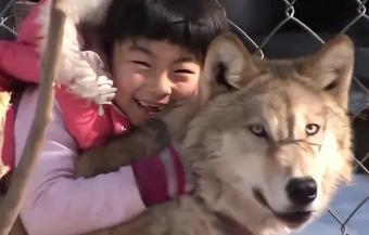 1987年，东北一3岁女孩救了小狼的命，竟然把它当成了玩伴，哪曾想！小狼长大后竟
