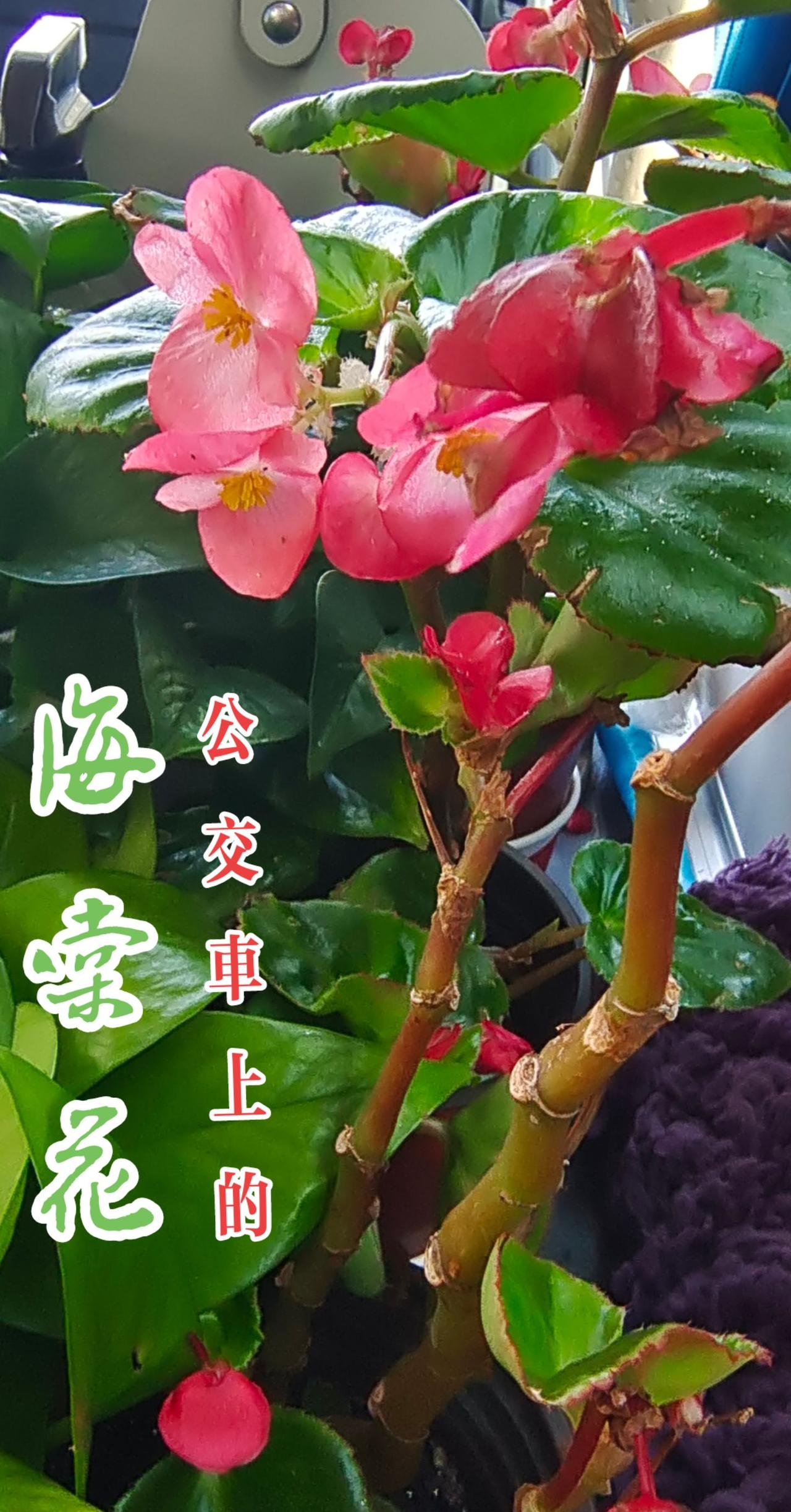 #看见音乐 #抖音带你去赏花