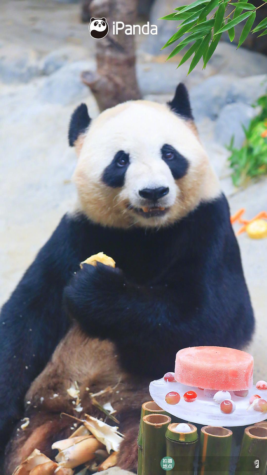 8月10日，为大熊猫龙凤胎“星辉”“星繁”举办9岁生日会。[期待]现场有特制“冰