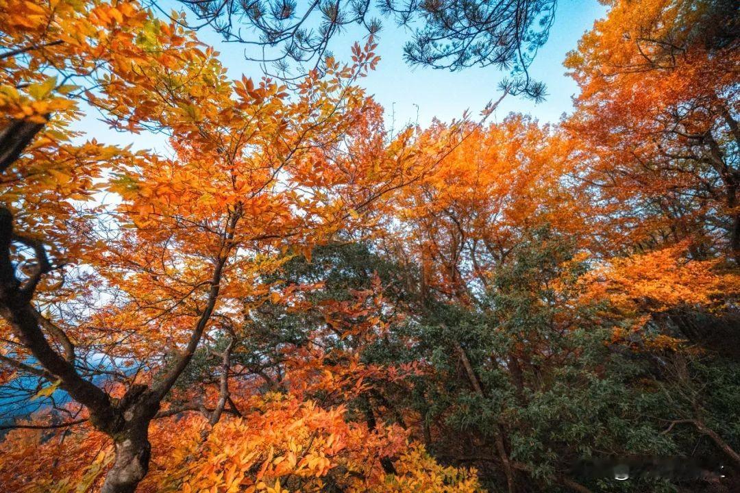 从五彩斑斓的彩林到绚烂的红叶满山距离汉中1.5小时车程的光雾山680平方公里红叶