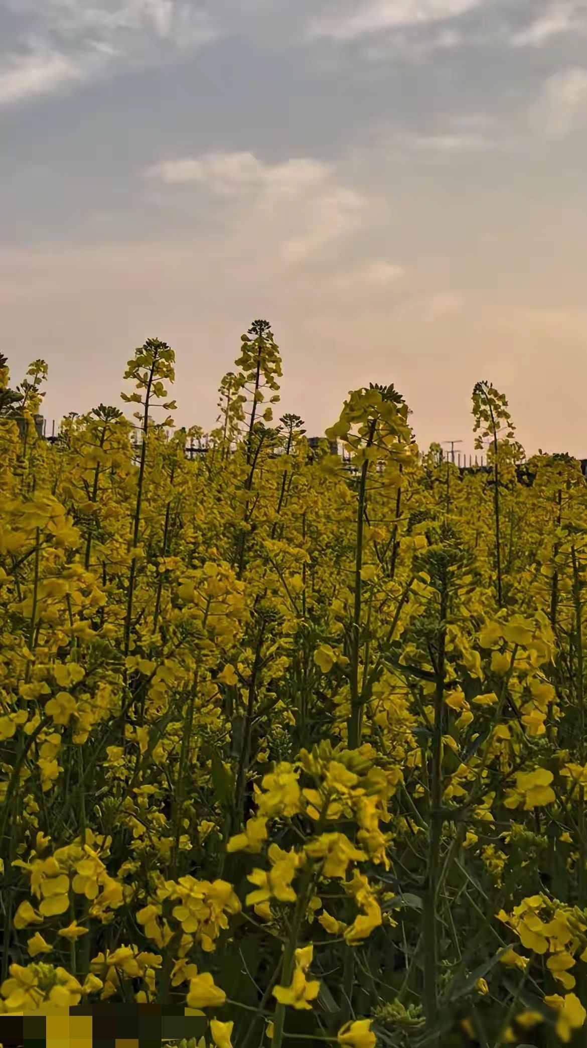 世界上最好的15个免费医生


最近总听见街边大爷说那些补药广告，商场里灵芝孢子