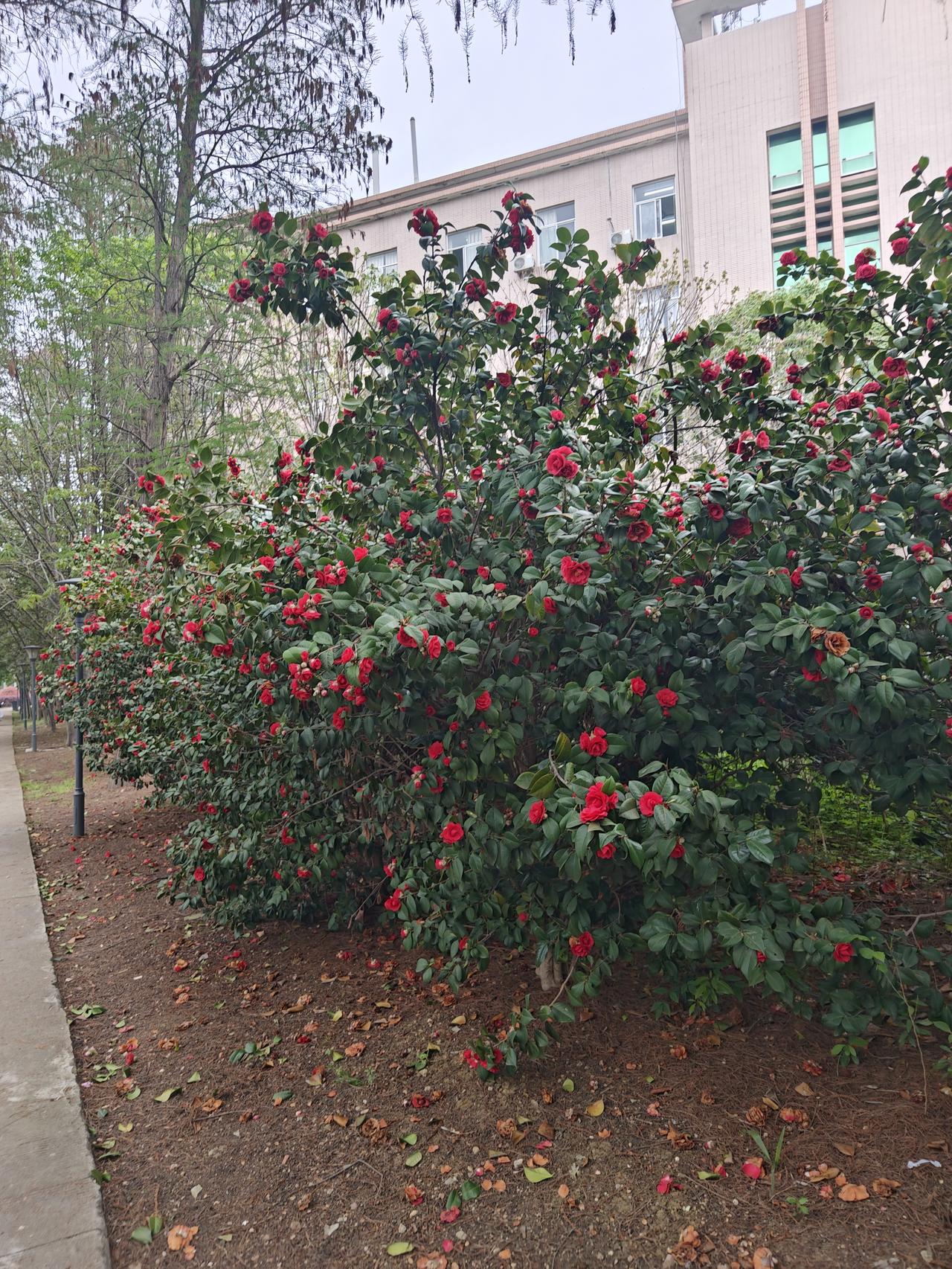 晒图笔记大赛春日校园里，连片的山茶花热烈盛放。浓绿的枝叶间，艳红的花朵缀满枝头，