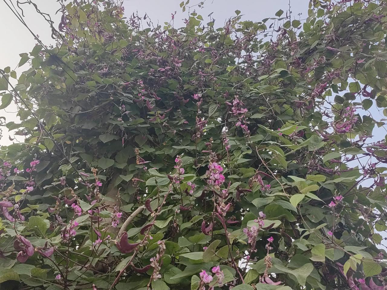 今天我们骑着三轮带着孩子出去玩，看到了爬上天空的扁豆。
我们走近了才看清楚，原来