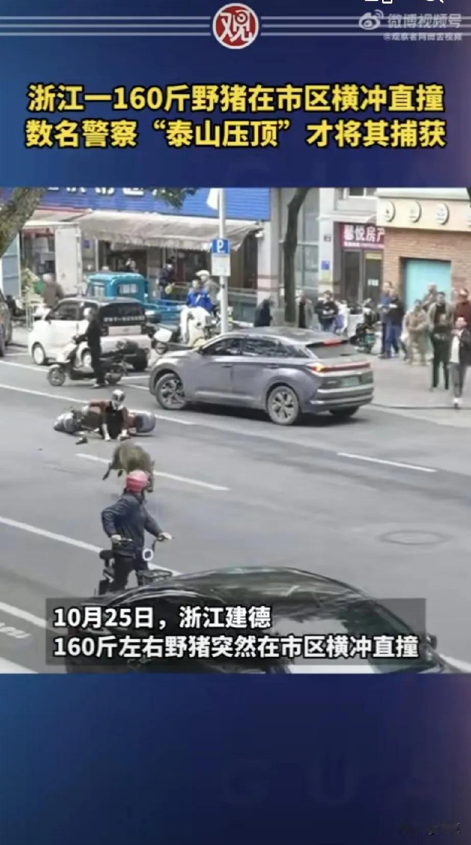 以前野猪算是我们的食物，农村里经常能吃到，所以还能控制。
现在是保护的太好了，不