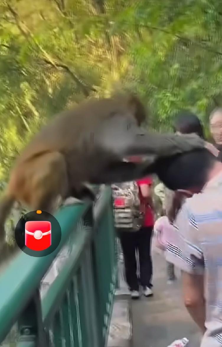 在风景区猴子肆无忌惮，抓伤游客，风景区要承担责任吗？