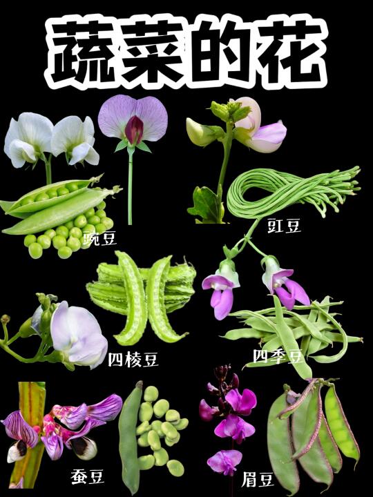 【蔬菜的花】豆科篇，各种豆豆的花你见过吗