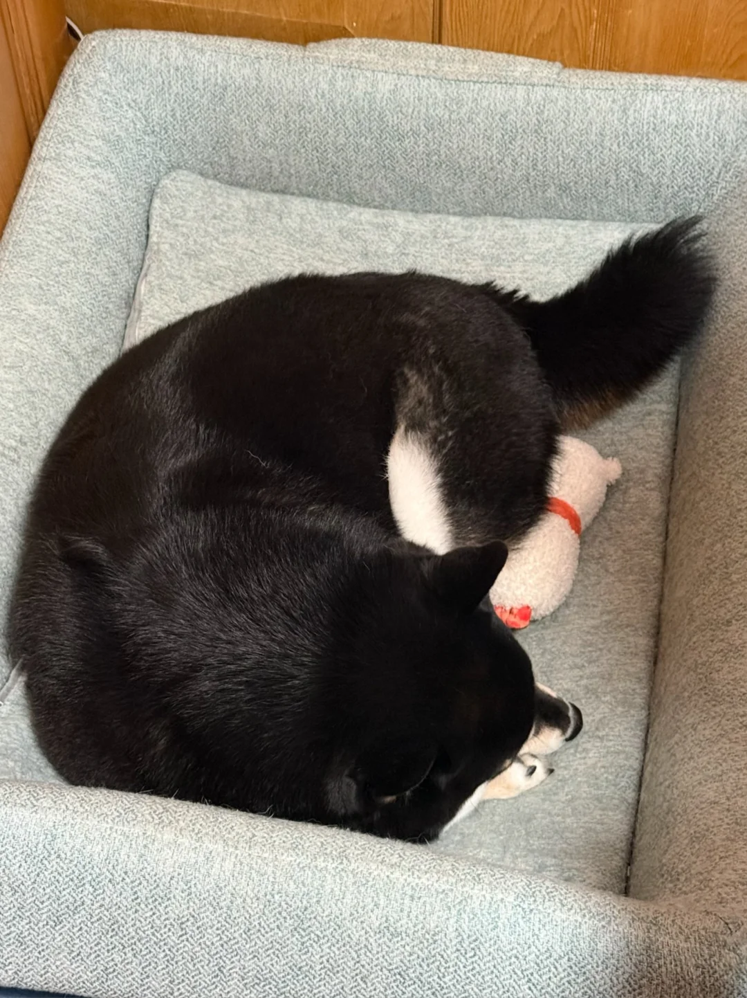 小狗睡觉真可爱啊