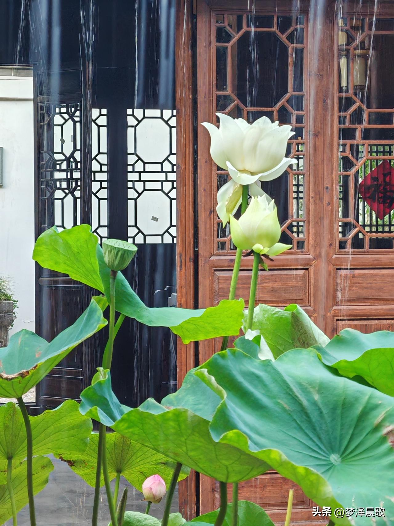 退休生活分享祥云湾荷花