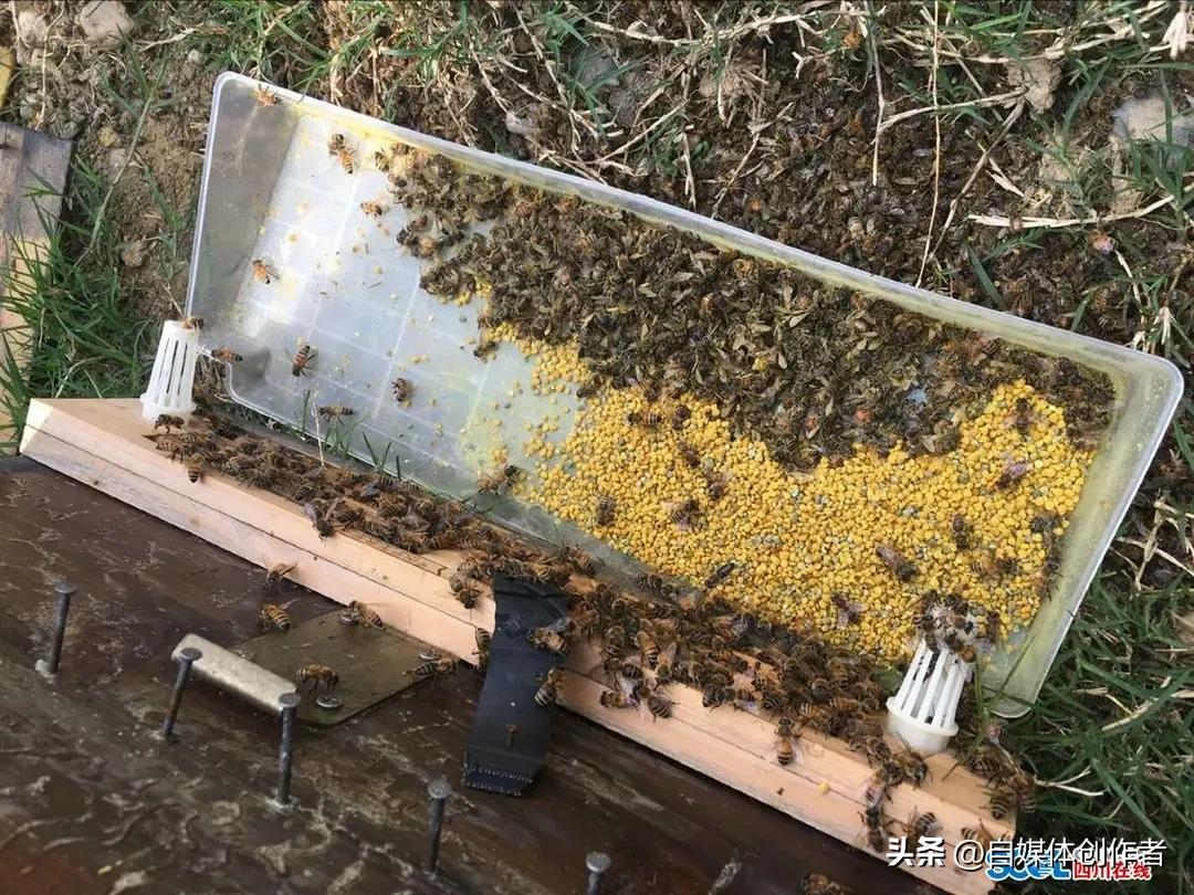 湖南衡阳药杀蜜蜂事件引众怒！花期喷药酿悲剧，甩锅未报备岂能服众
 
春日油菜花开