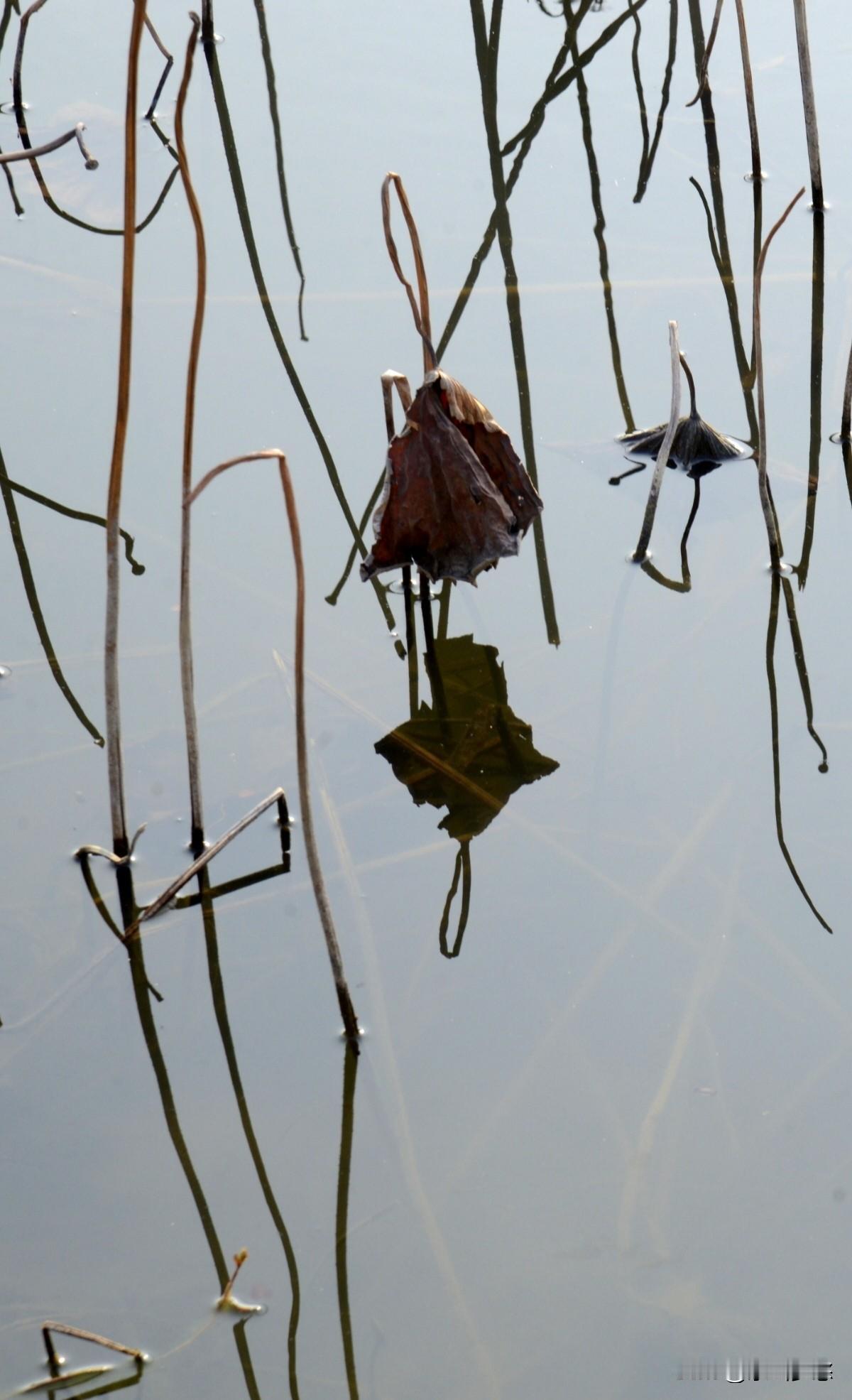 行走在京山的春天里
春风十里，不如眼前花开一树。
在这花开花落之间，读懂了季节的