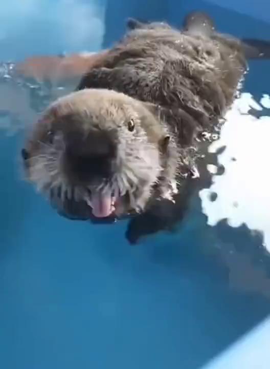 谁家毛绒玩具掉水里了？这种萌萌的动物叫海獭。
它会跟小朋友握手，下班了会帮饲养员