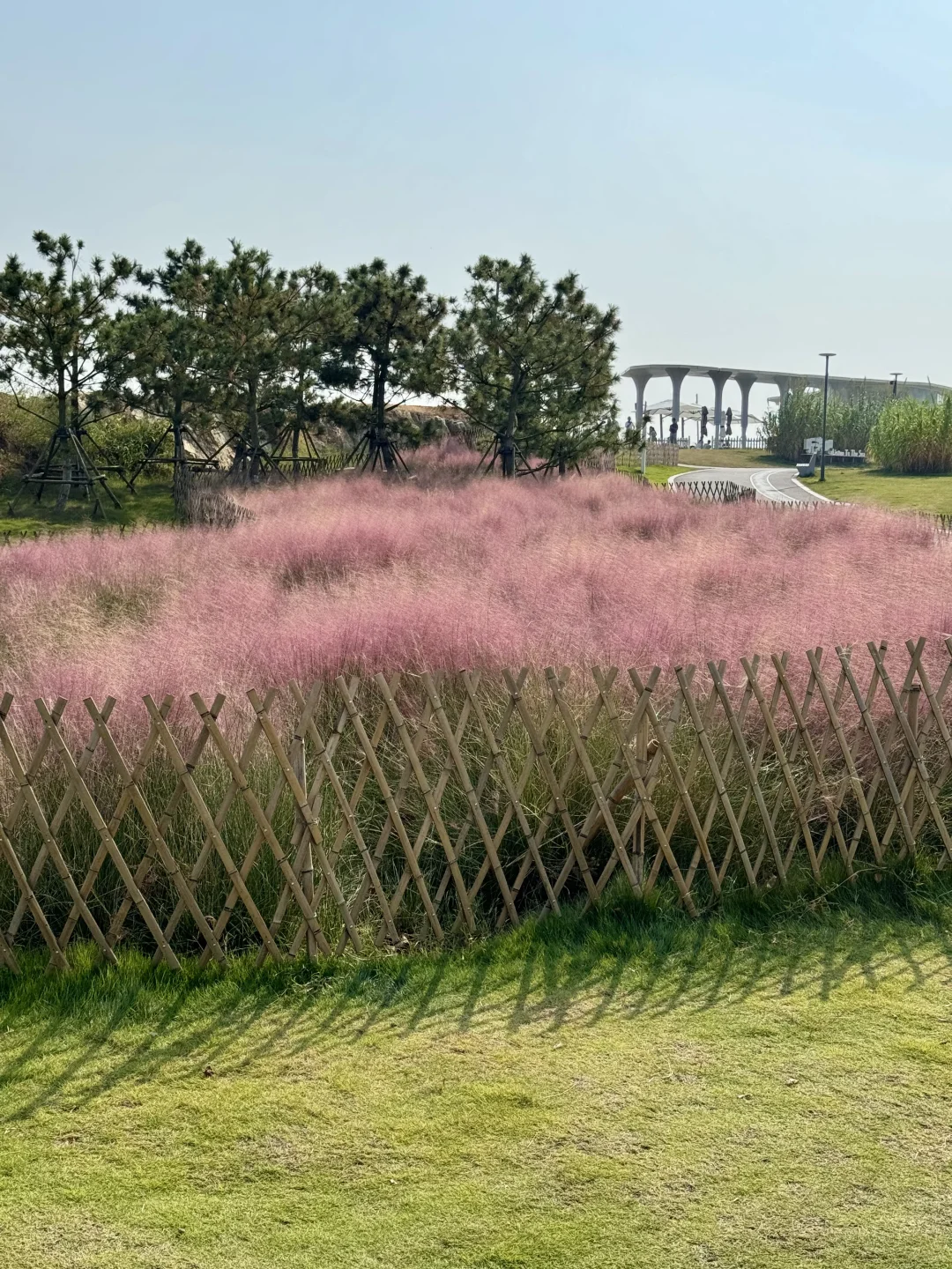 9.28实况～青岛的海边公园和鲜花好搭🌸