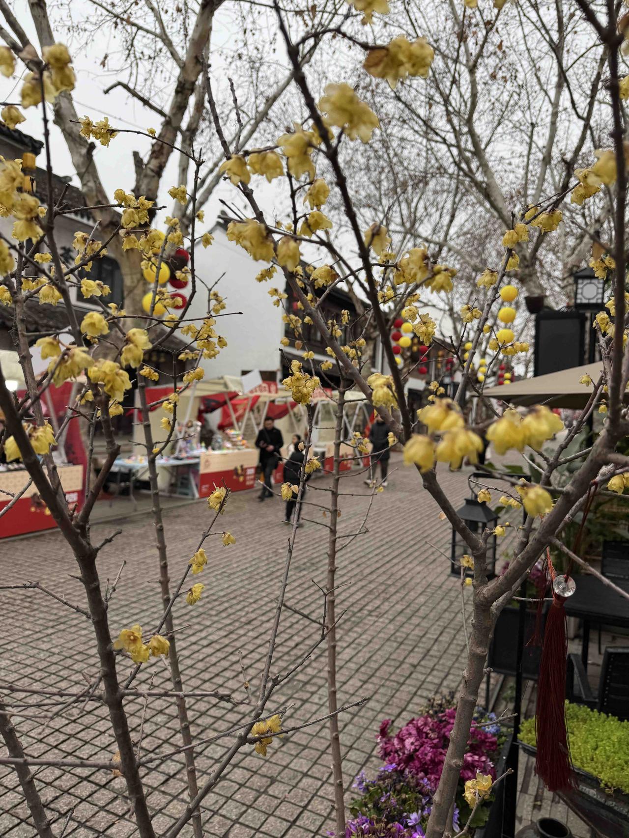 可以分享你手机拍摄的花朵照片吗腊梅