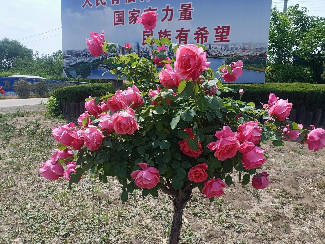 劈拳，
前冲后坐，
就是利用身体的架构去打人，
用体重去打人，
身子一对拉，拳就