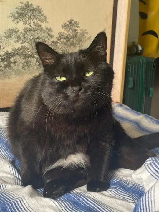 一般般的小猫 一般般的拽