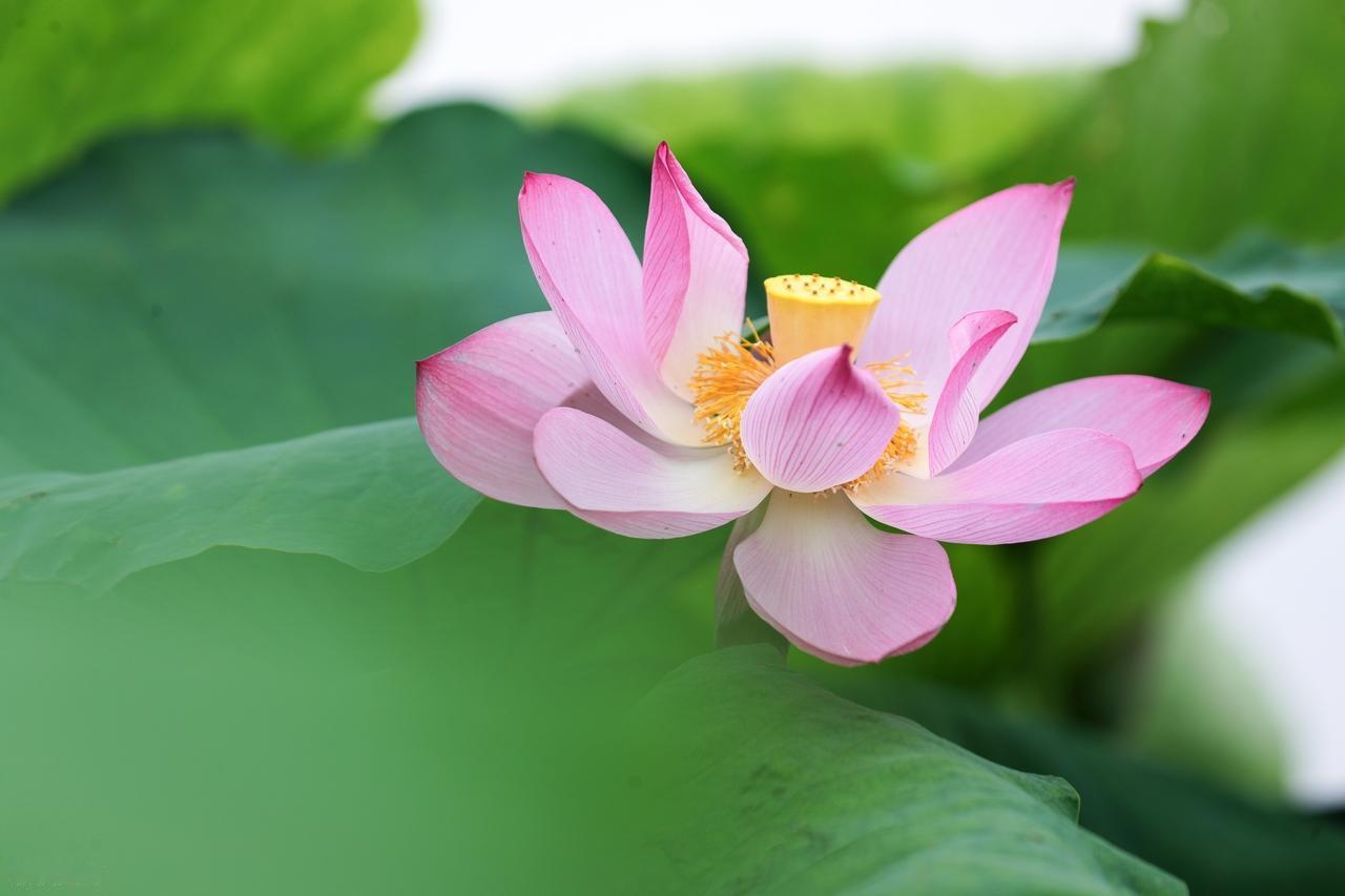 小时候以为，大人们说的现实最难的是处理温饱，后来发现，难的不是温饱本身，而是在无