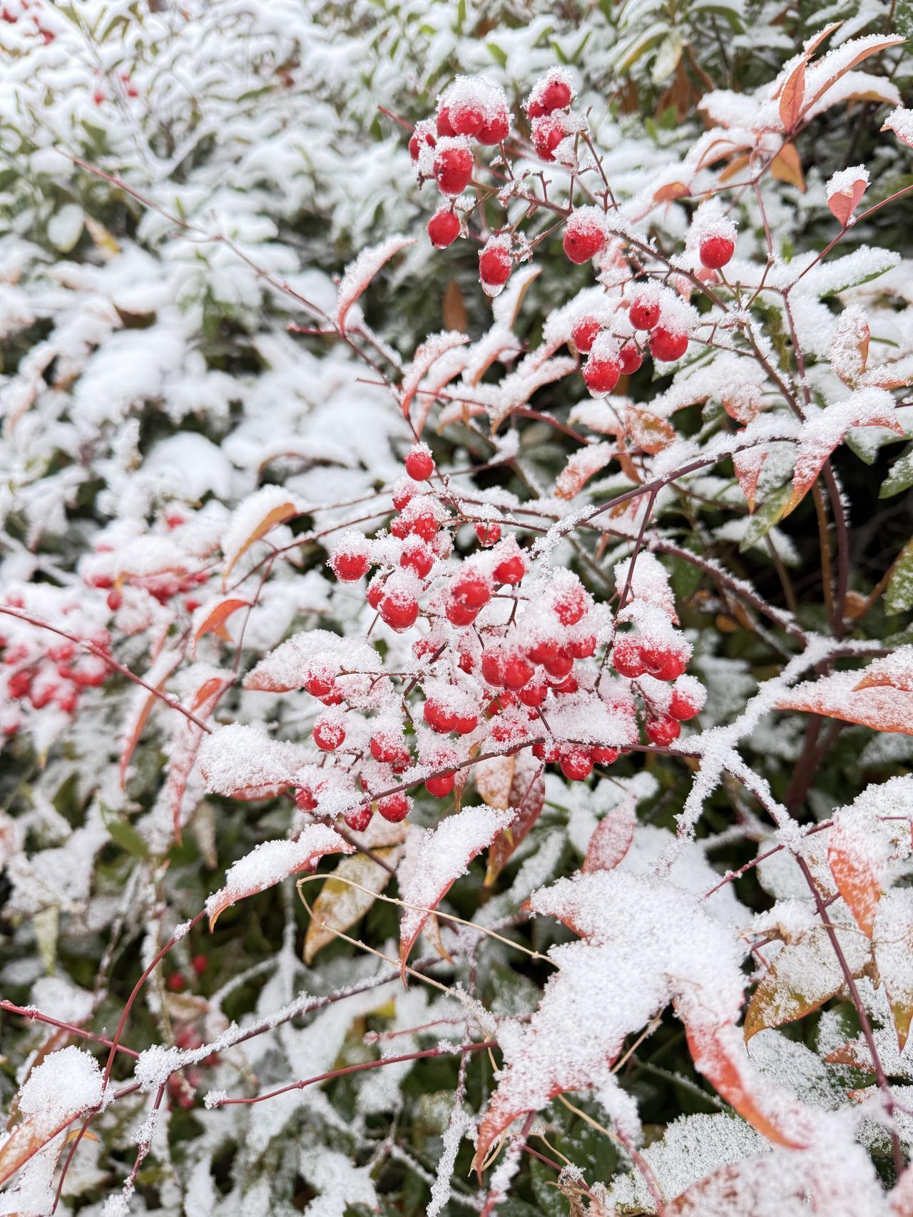 用一张图来证明冬天来了~
怎么证明呢？最好的证明就是一场冬雪的到来~
前一天还是