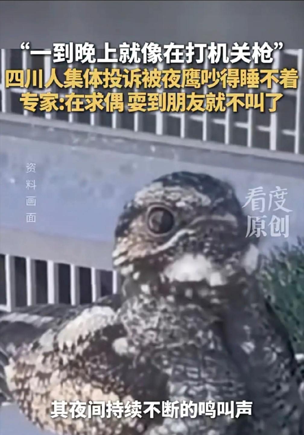 深夜"机关枪声"响彻四川多城，四座城市居民同时崩溃：求求你，快找个对象吧！

这