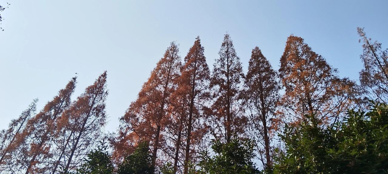 随拍蓝天下的树