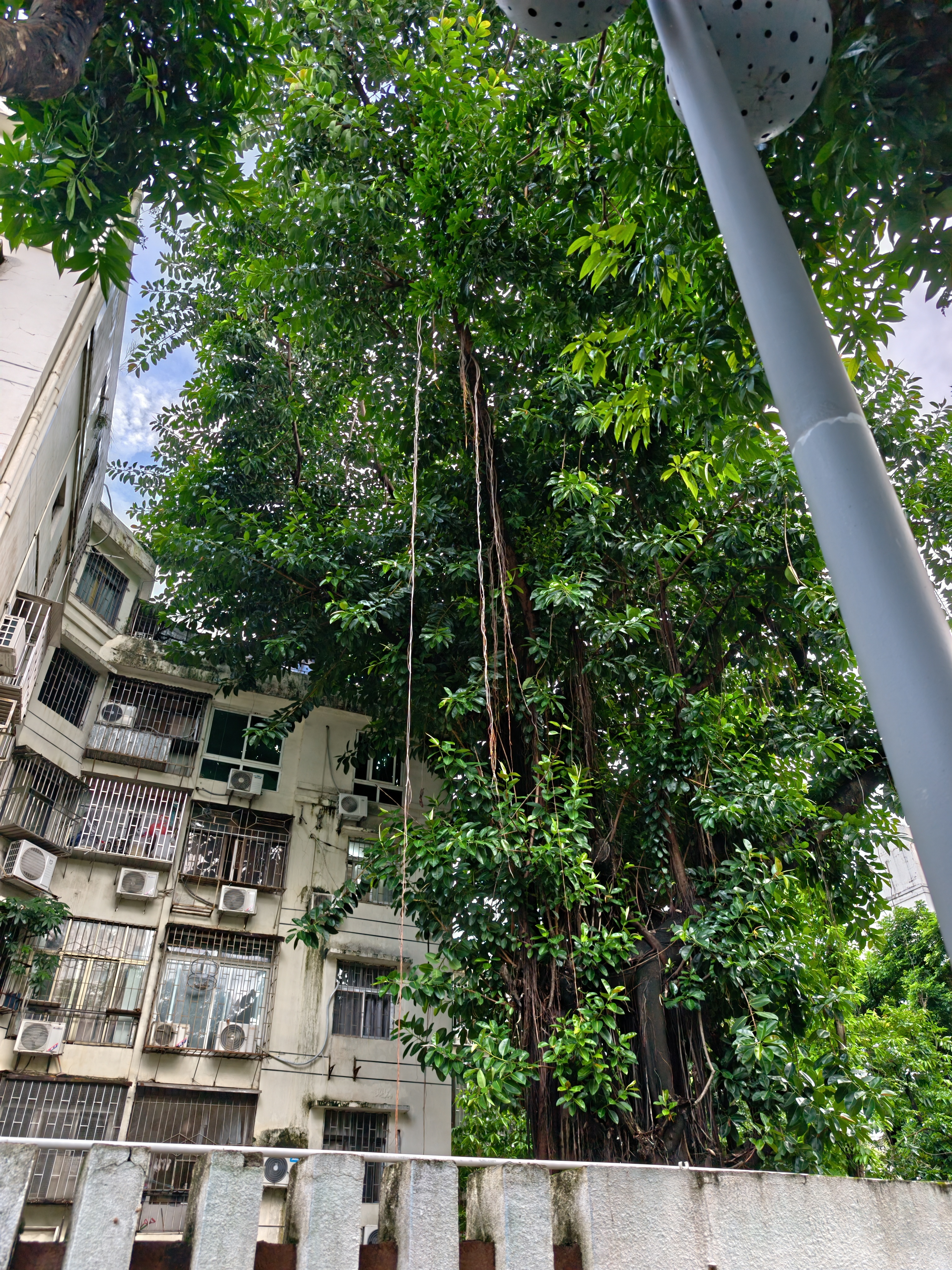 这榕树长这么高，然而榕树须还能在如此高空下往下探，厉害了。还记得第一次见这种场景