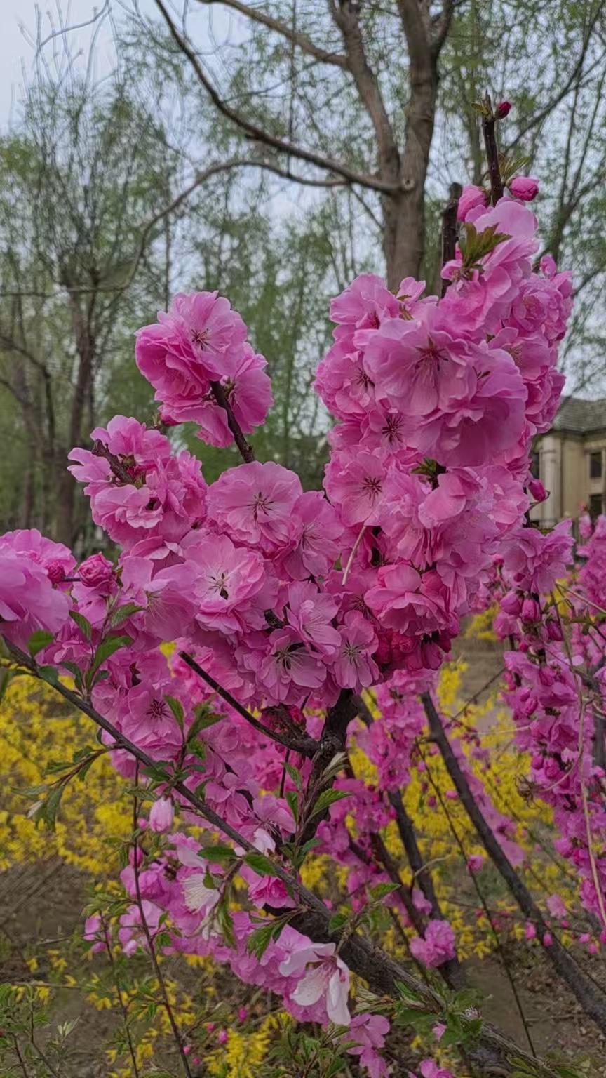 不知这是什么花？真美，每年春天就开了，先开花后长叶。