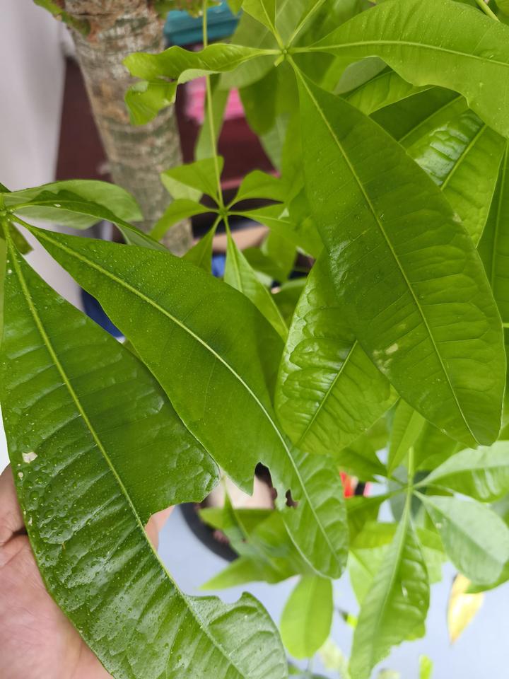 请教下神通广大的网友，我这发财树是长虫了吗？天天有叶片被破坏，翻了几天也没看到虫