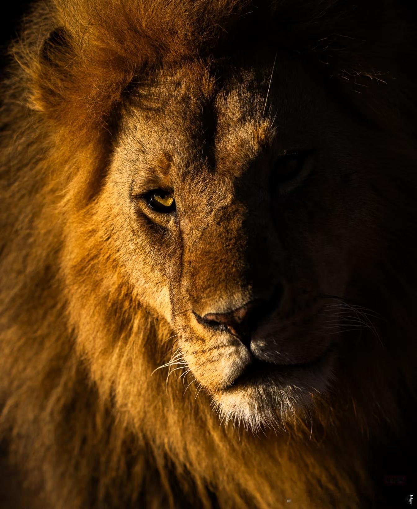 顶级狩猎者🦁.朱志鑫金发 ..TOP青岛新发色. 