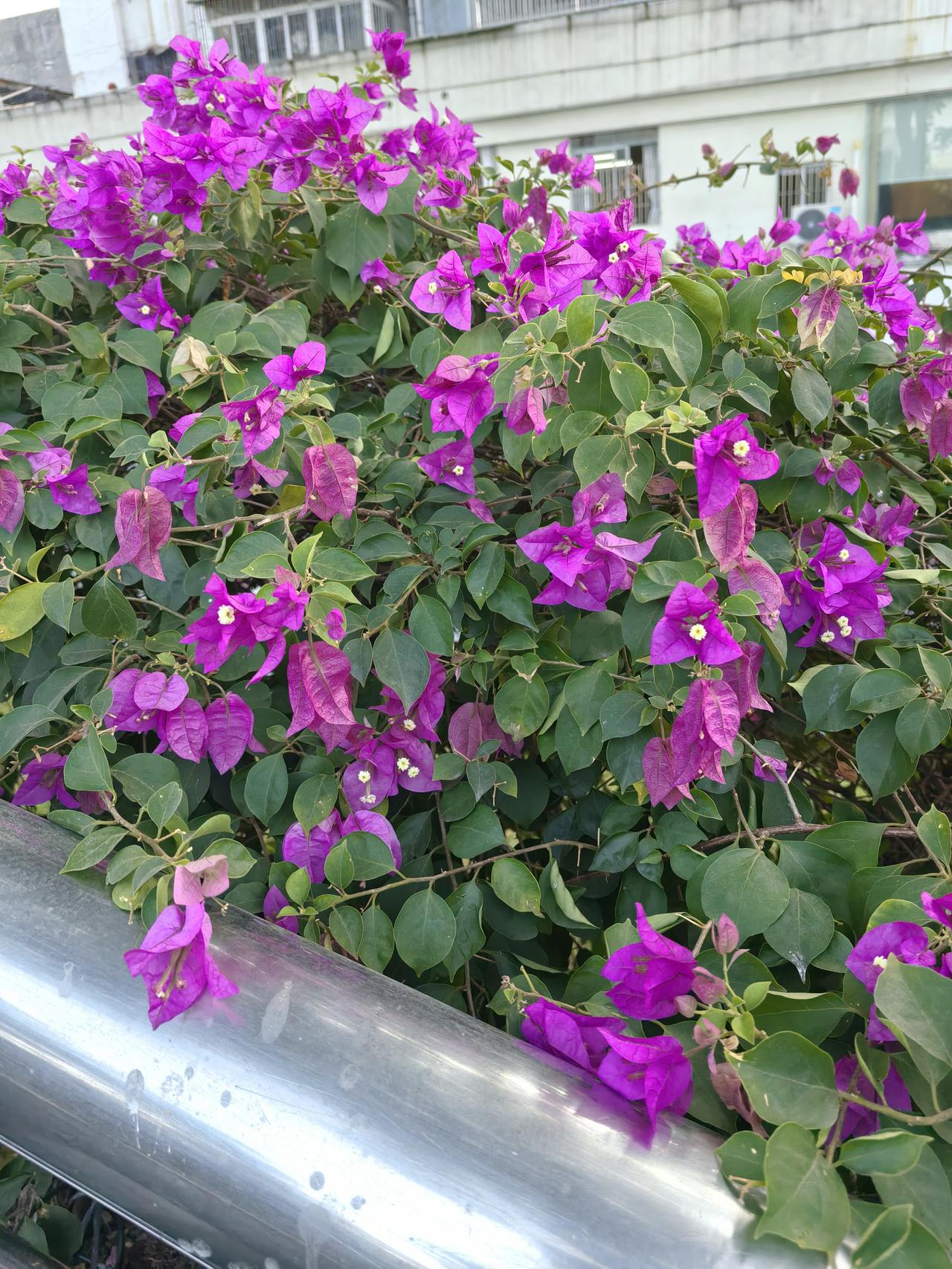 今早出门买豆浆，一抬头就被栏杆上这丛三角梅拽住了脚步——哪儿来这么泼辣的颜色啊，