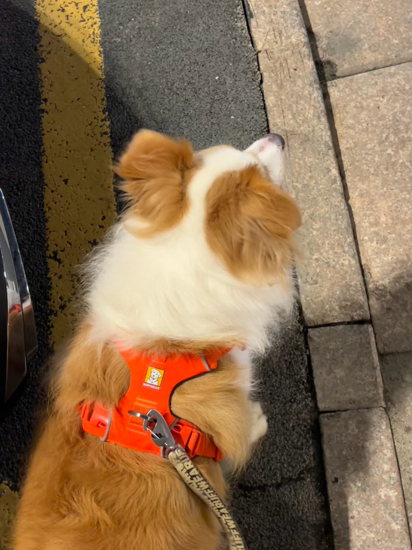 阿岁的今日ootd🧡🧡🧡千岁日记