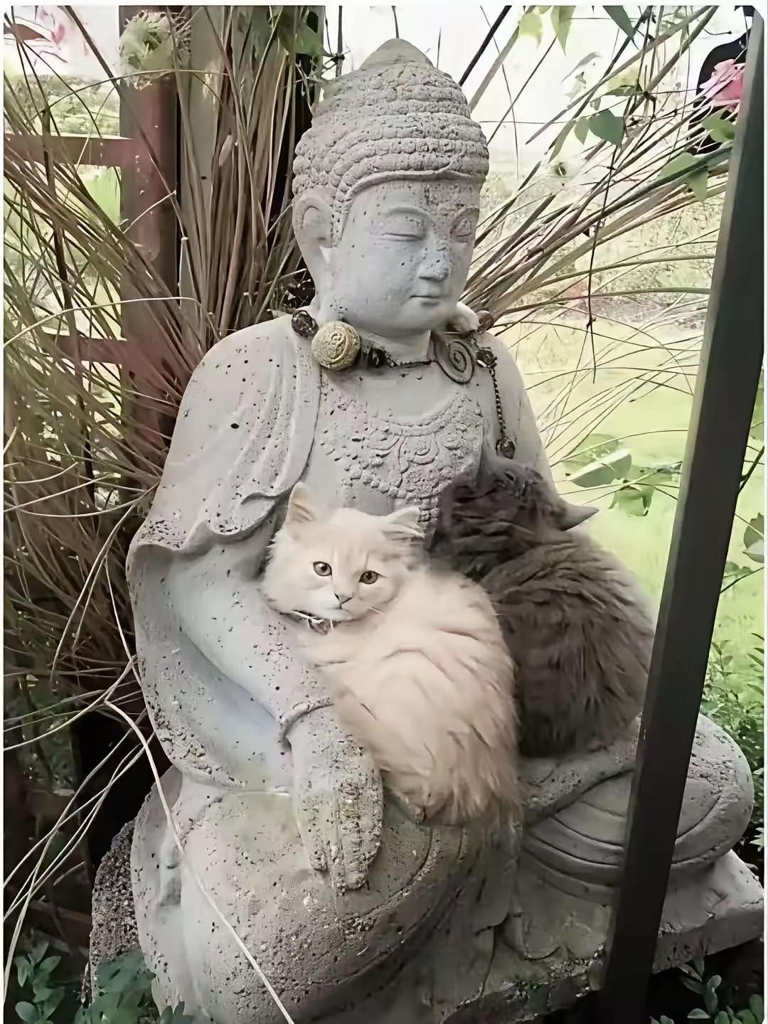 一位阿姨去公园散步，当她走到一个佛像附近的时候看到了令人泪目的一幕，两只流浪小奶