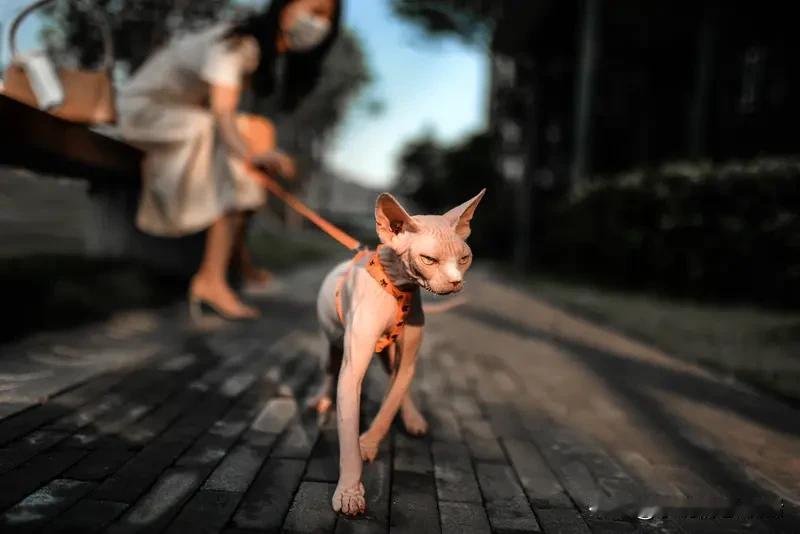 我家的小宠物，那可是头条的小明星！它是一只橘猫，叫布丁，胖嘟嘟的像个行走的橘色团