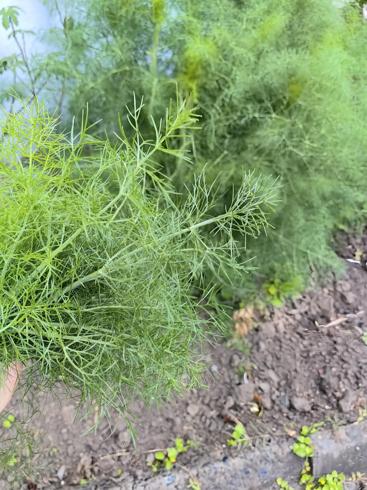 采的时候和切的时候，炒的时候都是浓浓的茴香味。
不过感觉这玩意很撑肚子，三四个小