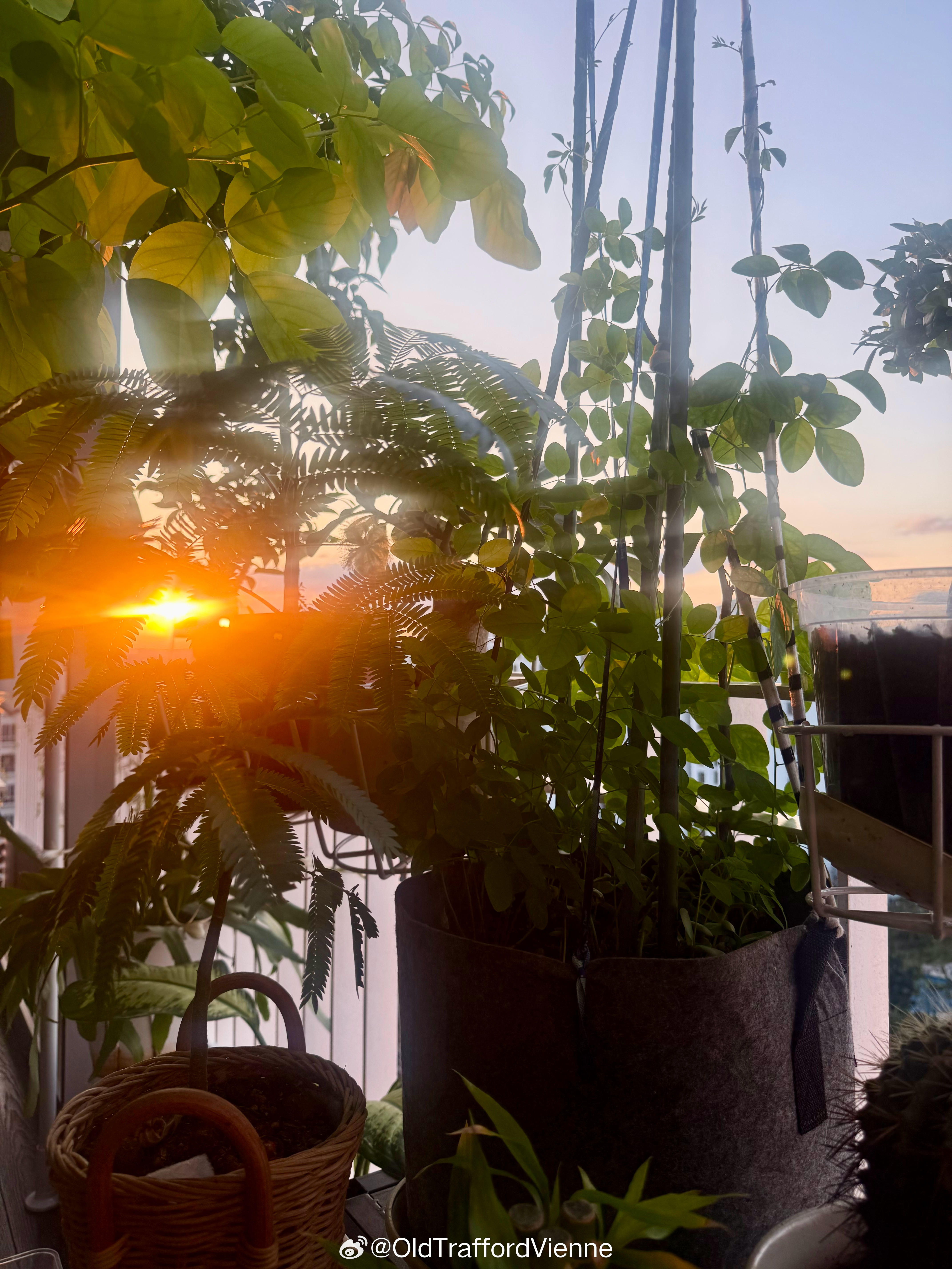 这个夕阳🌇像火鸡白象 土豆泥火鸡面