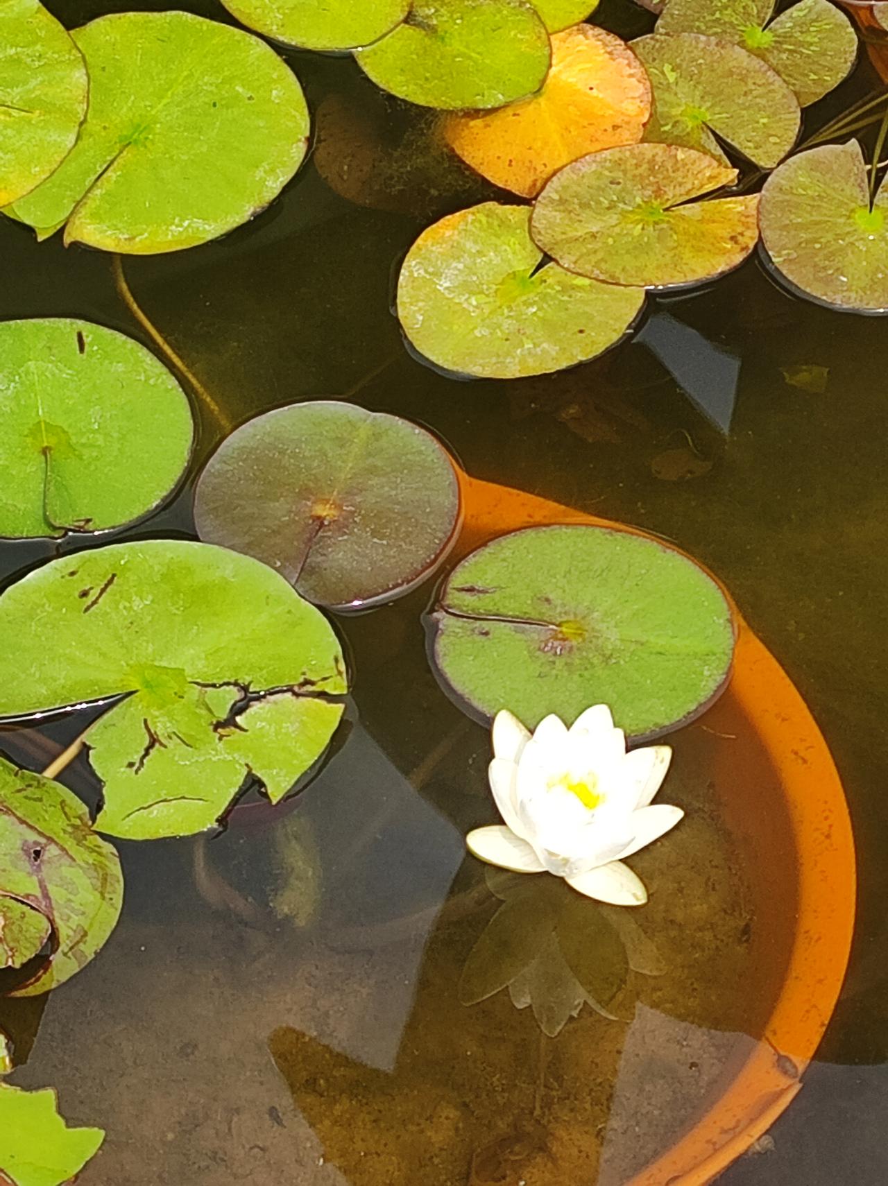 白睡莲，栀子花，浅粉色石榴花难得一见。