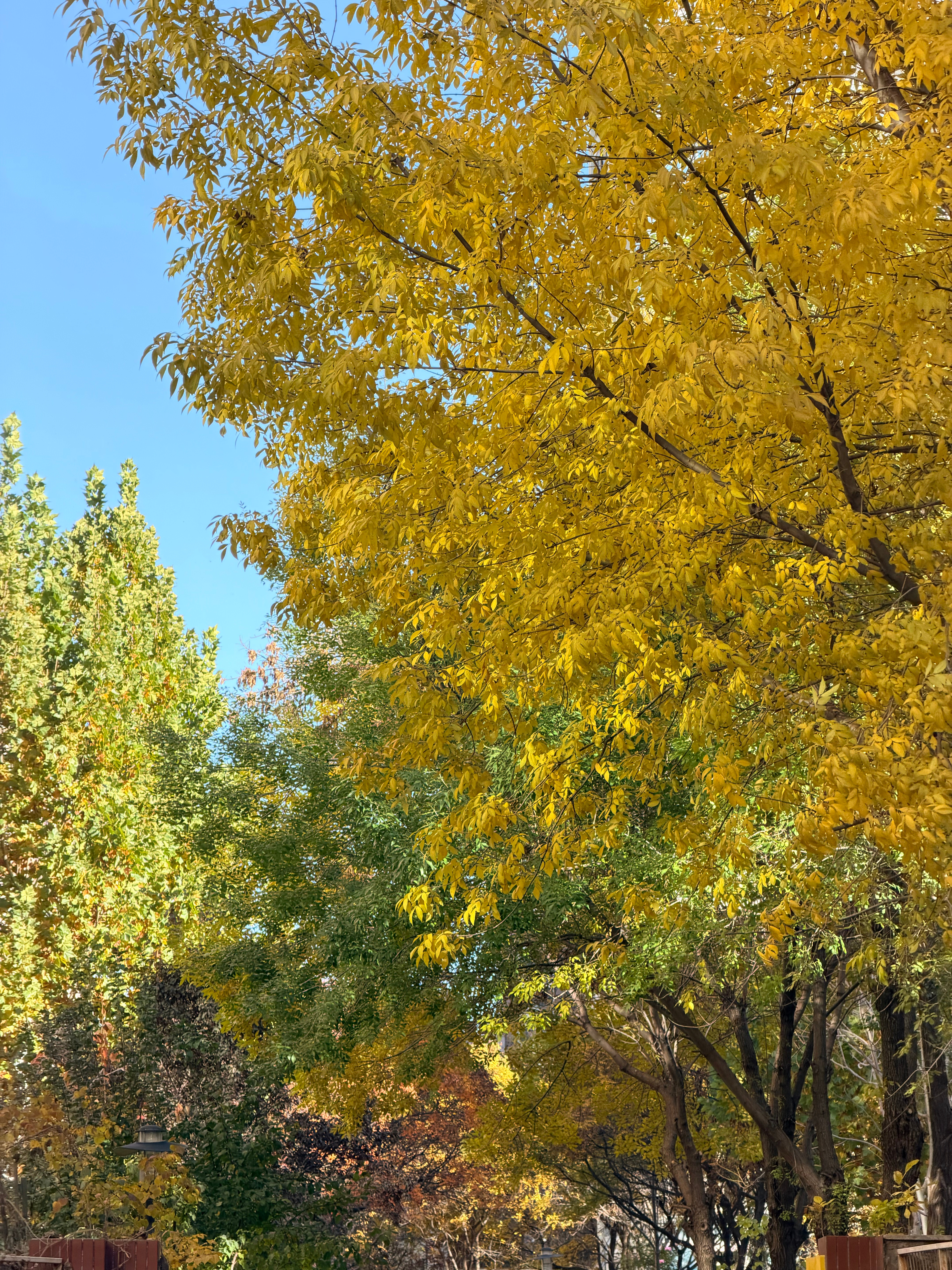 贪恋这深秋暖阳。 ​​​