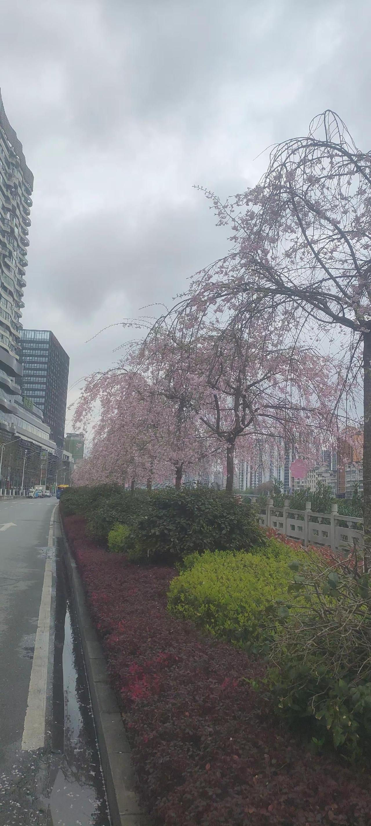 生命之花，绚丽与活力！