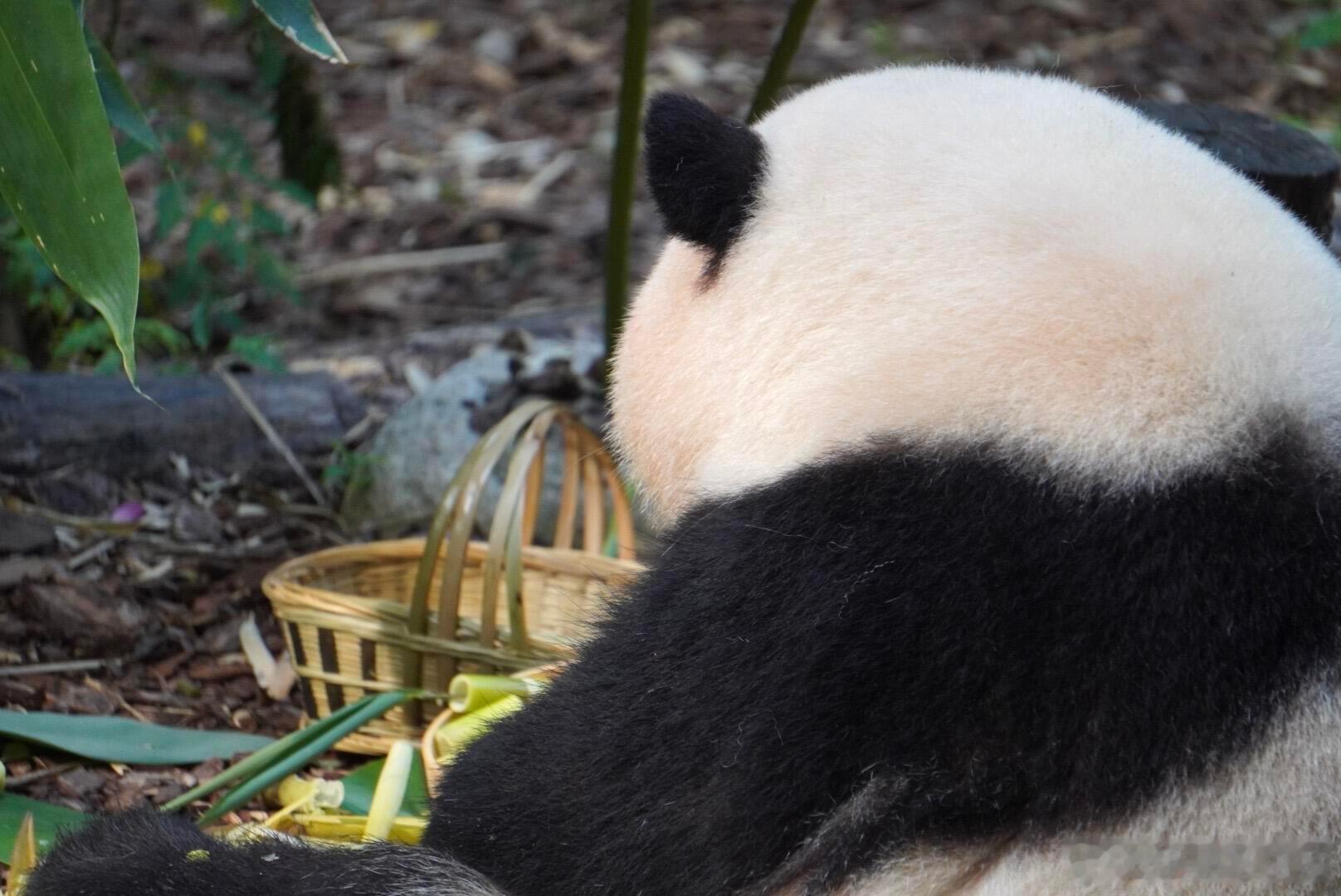花花小寿星每天都要开开心心嘟嘟脸呀全世界最可爱的六岁小公主🎂 