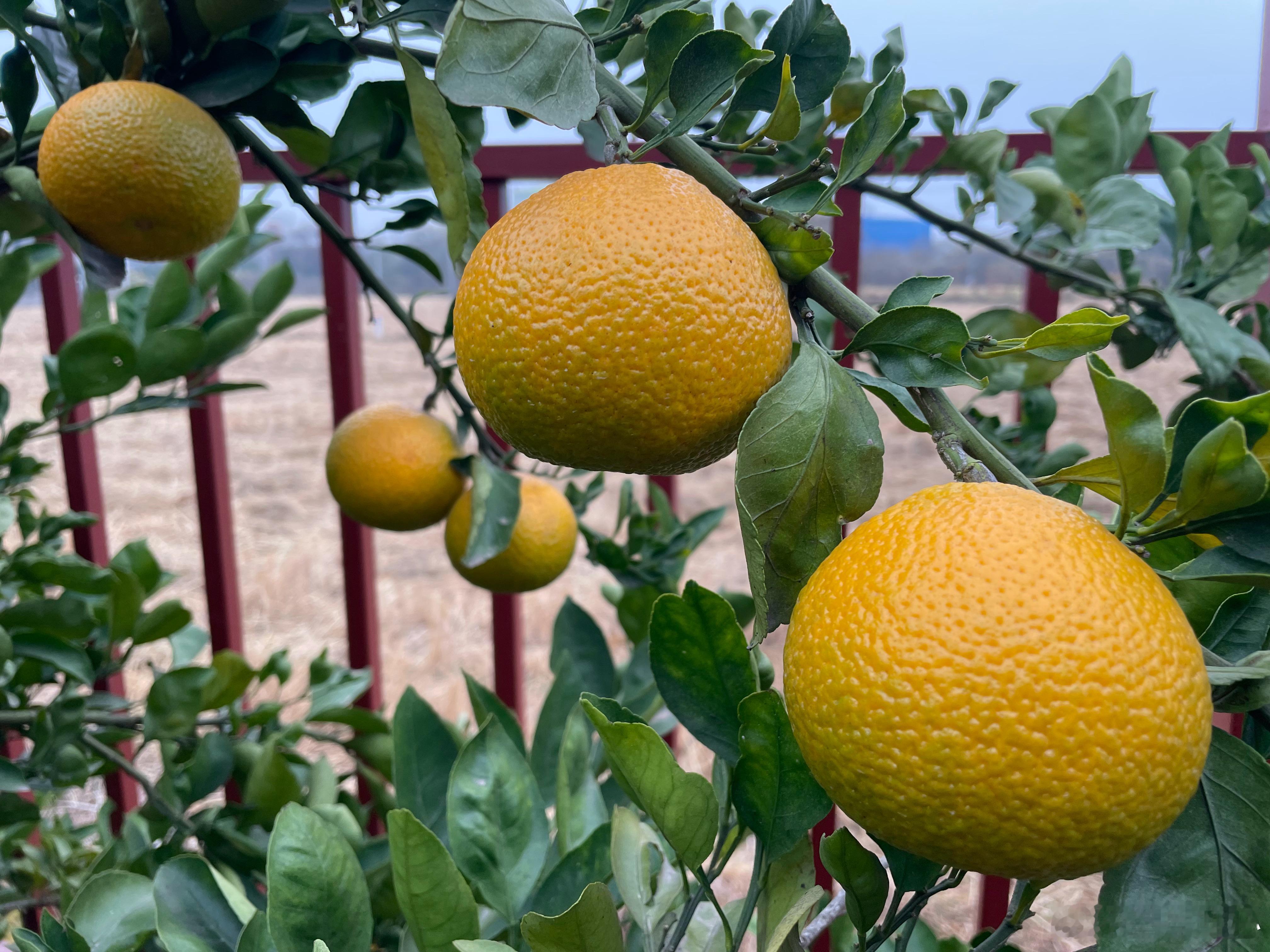 家橙子橘子胡柚春香柚沙田柚还有一株桂花一颗枣树还有一颗甜甜的柿子树 