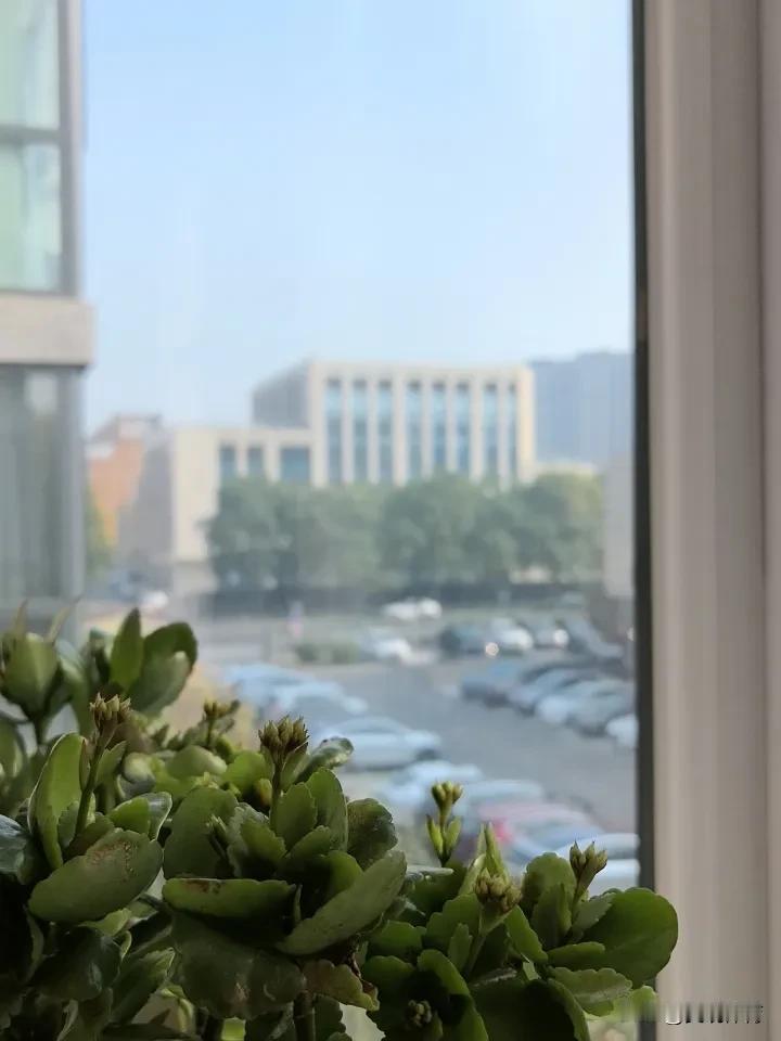 长寿花静待开放